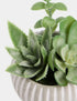 Marks & Spencer "Artificial Succulents in Cement Pot"